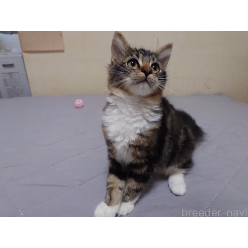 販売中の埼玉県のノルウェージャンフォレストキャット-118663の4枚目